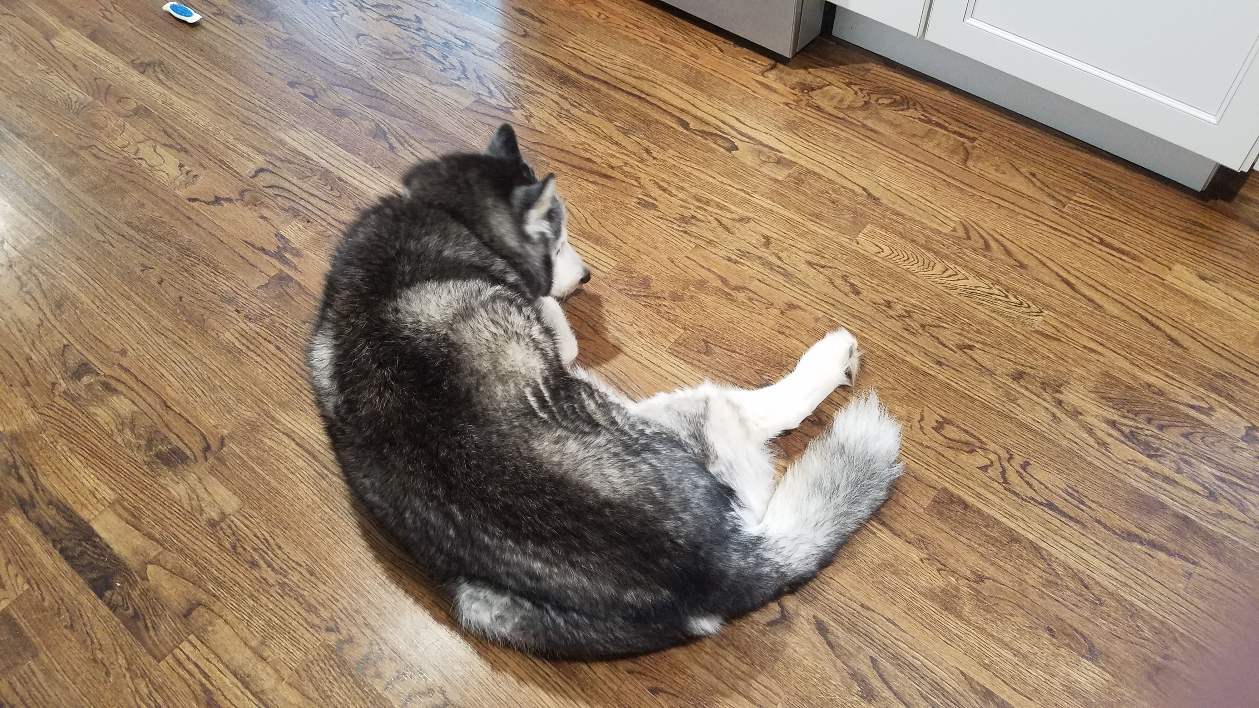 Siberian Husky fluffy black and white dog curled up on floor
