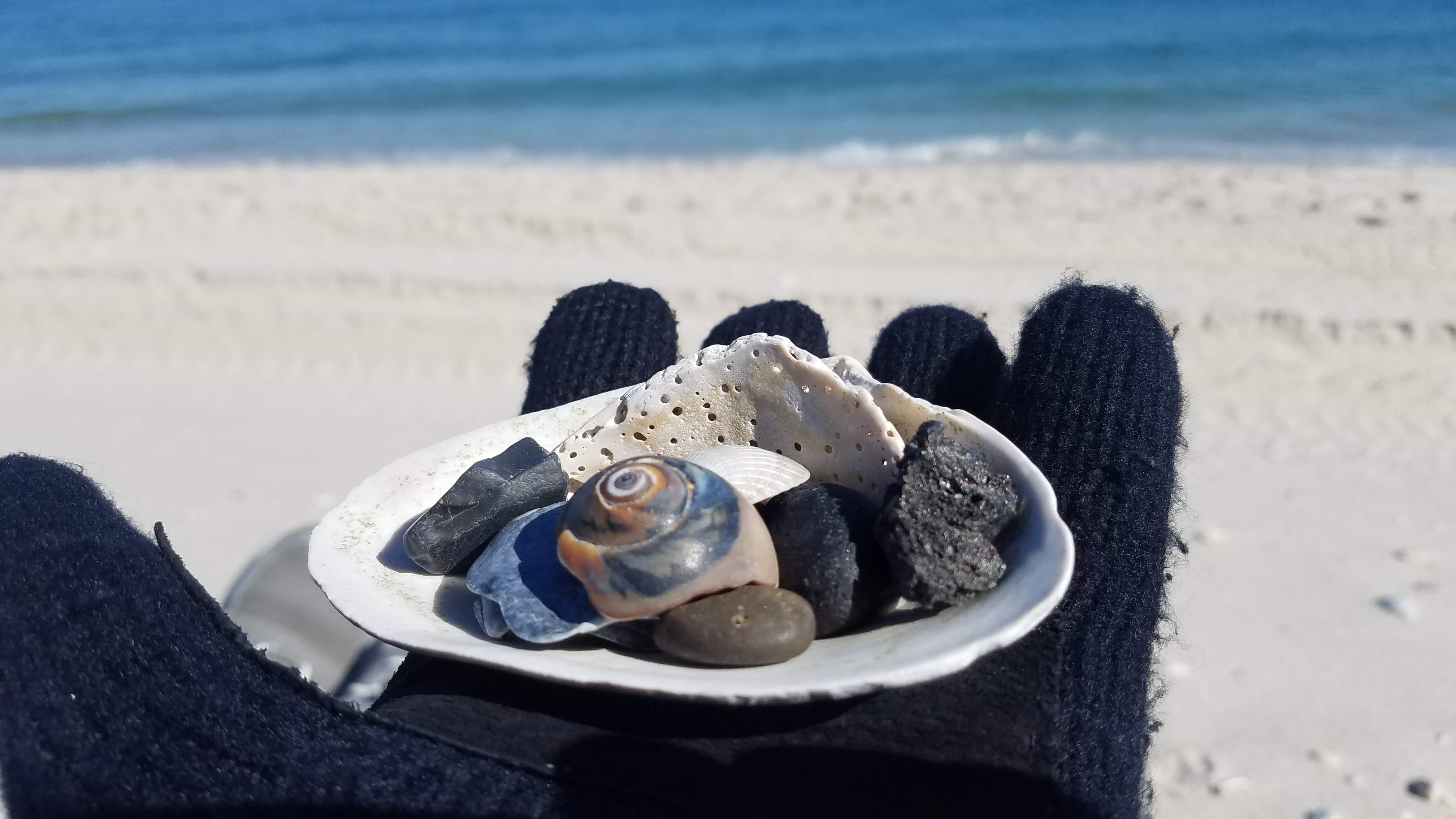 Sea shells on black glove.
