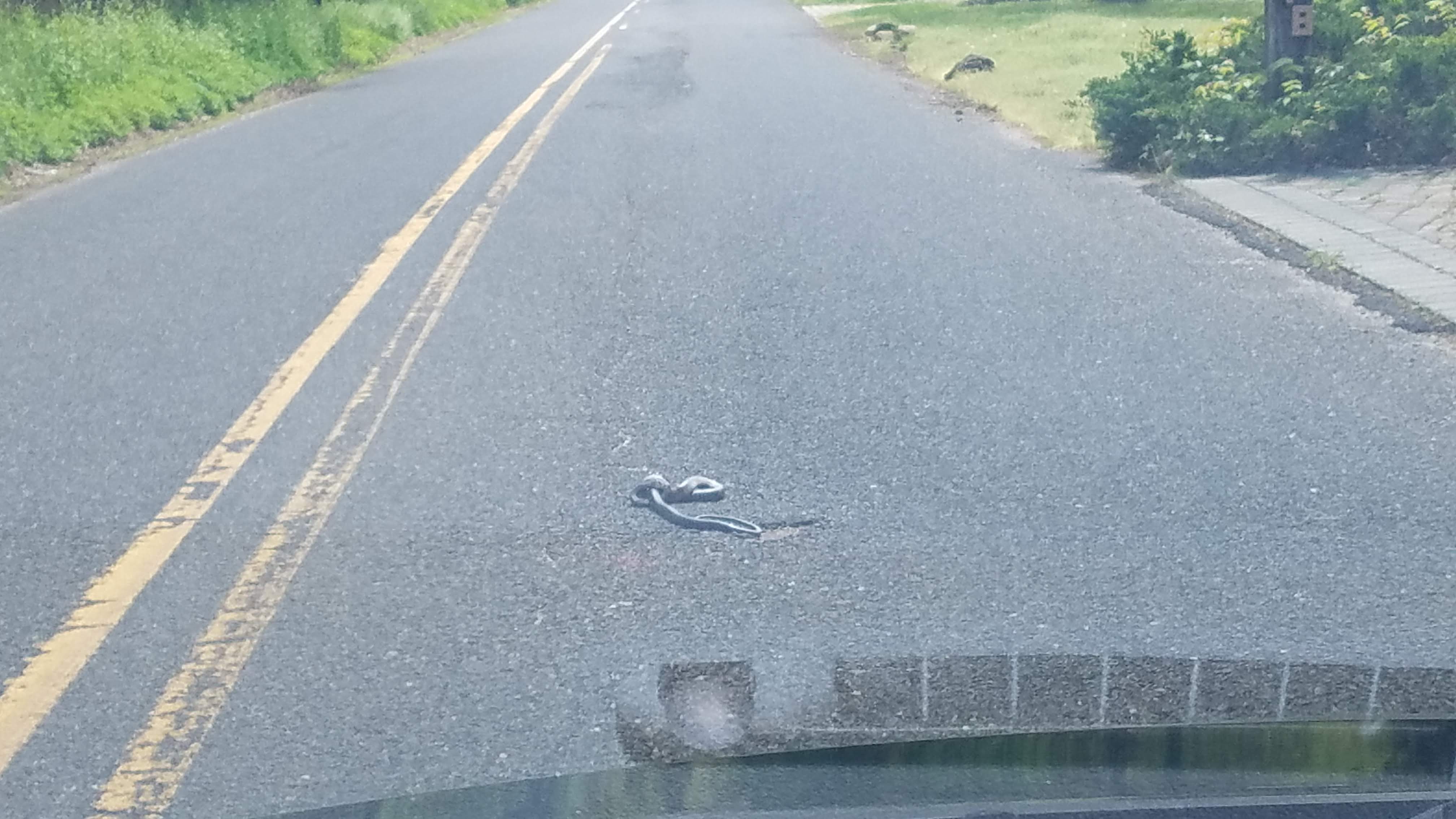 Snake in the road